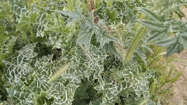 Змея Урартский полоз (Elaphe urartica). Дагестан смотреть онлайн