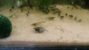 Креветки размножение