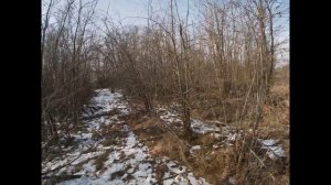 Как натаскать собаку на охоту