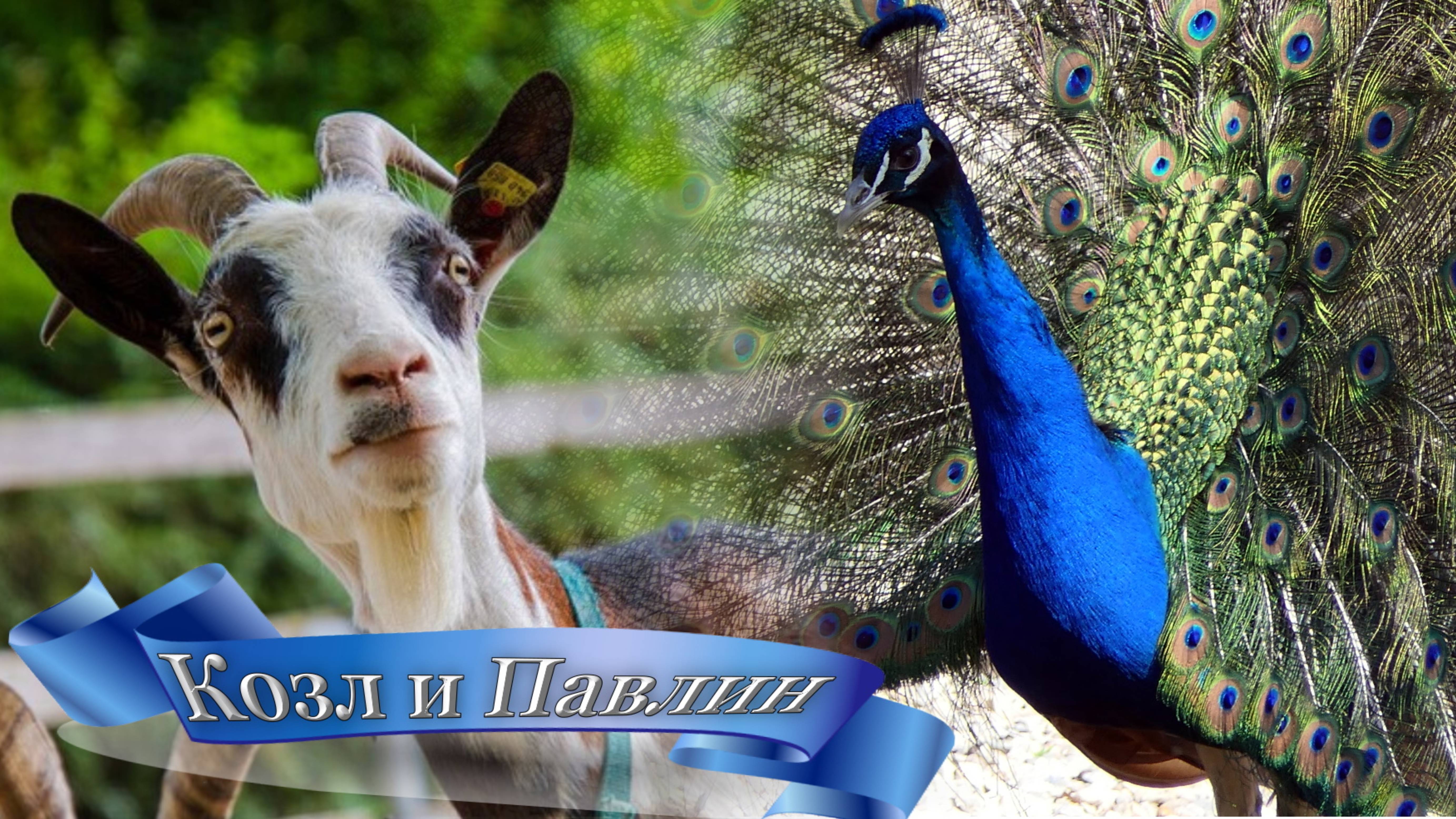 Павлин распустил хвост, на удивлению Козлу. смотреть онлайн