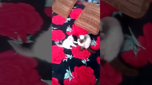 Котячі бої. Асік проти Томи (Fighting Cats. Asik Vs. Toma).