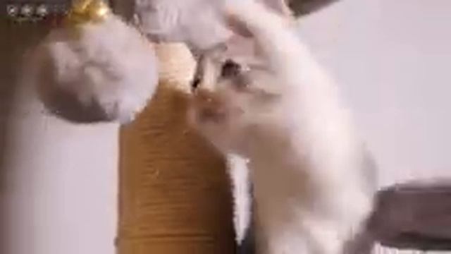 RELAXING CAT MUSIC and kittens | Sleep Music For Cats | Sleepy Cat #3 смотреть онлайн