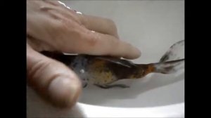 Золотая рыбка - "Шабункин".. отдыхает ..