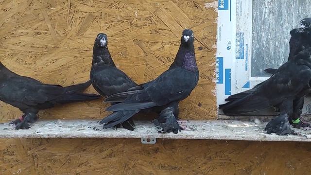 Пискуны 2022. Сочи, Кишмиш , Кора Зоки.