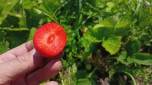 Сорт клубники Сибилла.