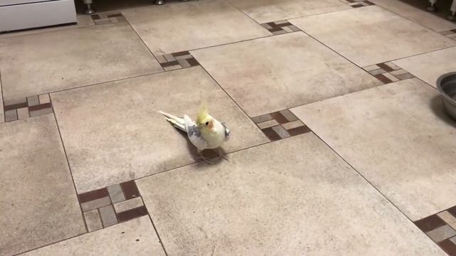 Наши питомцы - 2018-03-19, 21 #Ожереловый #Корелла #Цихлиды смотреть онлайн