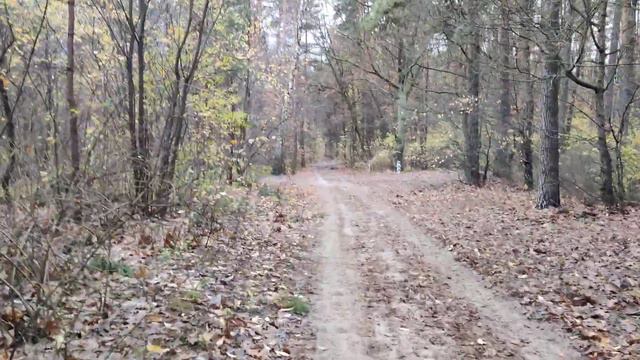 #Прогулка 🌲 Осенью и 🌲 Сосновый #Лес в Пасмурный и Дождливый День 4k Forest Nature #Walk Video смотреть онлайн
