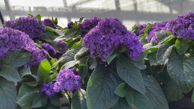 Florensis | Heliotropium Honey Blue смотреть онлайн