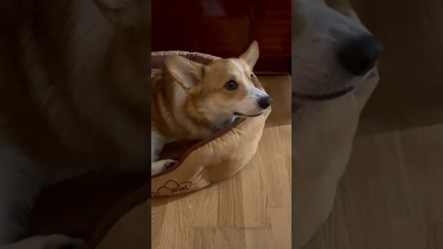 Это лежак кота, теперь мой ?#корги #щенок #марти #corgi #puppy #dogs #злойкорги смотреть онлайн