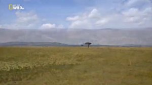 животные Африки. Саванна