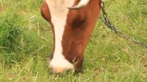 Корова кушает траву на лугу , корова жует траву , корова ест траву