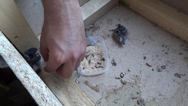 Спасение птенцов ласточки смотреть онлайн