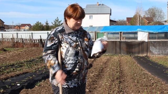 Чеснок. Первые шаги весной. смотреть онлайн