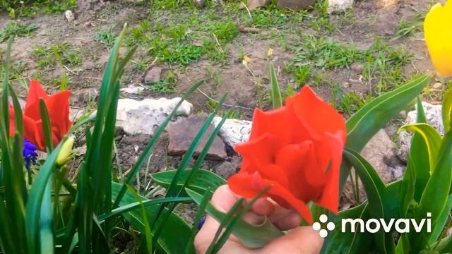 #мускари #армянский_мускарь Мускари армянские. Магония падуболистная смотреть онлайн