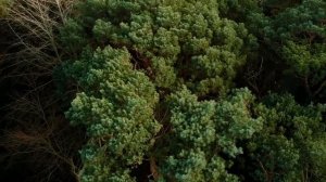 Шум листвы - один из самых успокаивающих звуков. For Sleep, Meditation and Stress Relief (2 Hours)