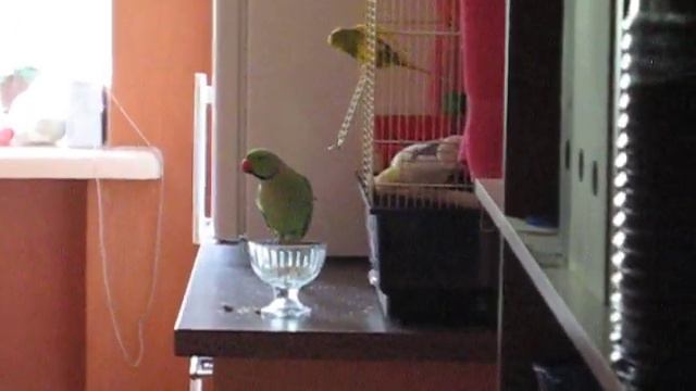 Ну ничего нельзя оставить без присмотра! смотреть онлайн