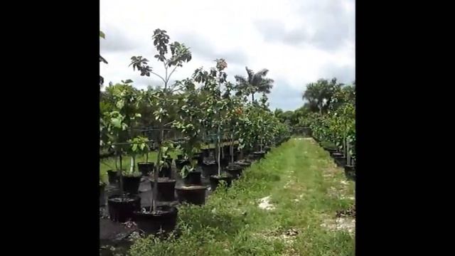 Orange Geiger Trees - Cordia Sebestena - (786).255.2832 - We Deliver смотреть онлайн