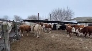 Ферма Золотой Бычок