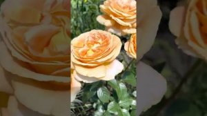 Роза Candlelight