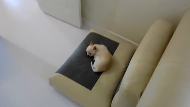 VLOG: Утро, собаки / Bush Tucker Trial Challenge / Что в моем телефоне смотреть онлайн