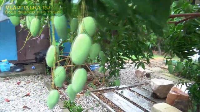 Манго. фрукт смотреть онлайн