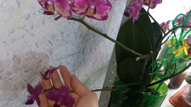 Новости о моих ОРХИДЕЯХ?Зацвел Сого Лоуренс?Доращивают цветоносы Легато и Дикий кот?Феррара и др? смотреть онлайн