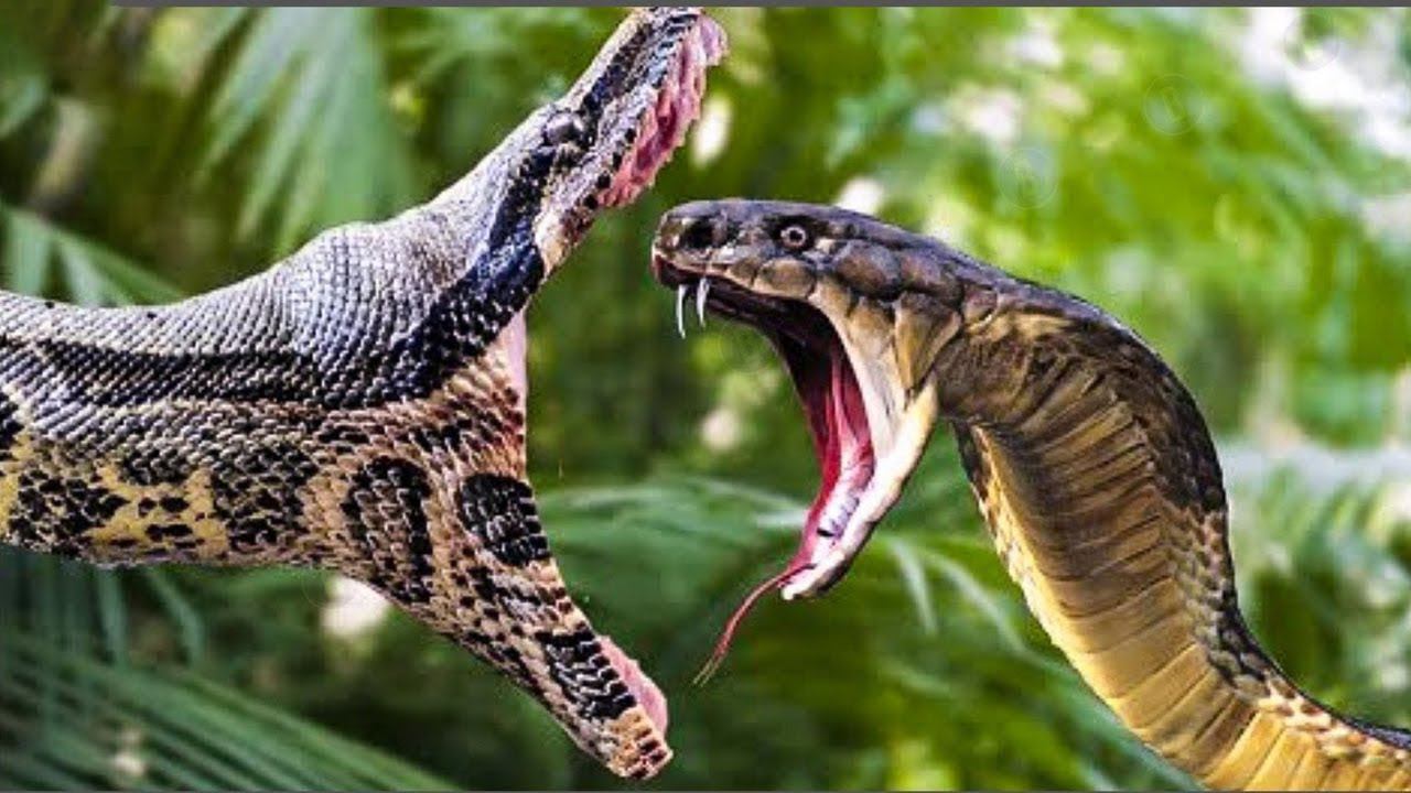 Самые Ядовитые Змеи на Планете смотреть онлайн