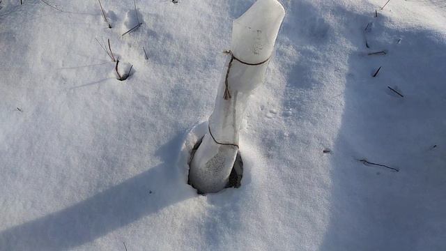 Средняя полоса. Укрыл "Трапезунд" на зиму. смотреть онлайн