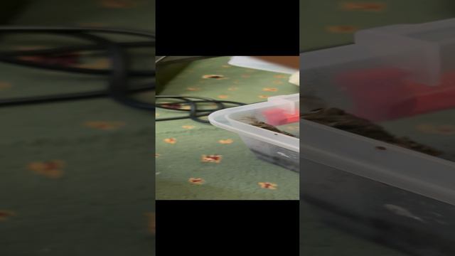 Мой жабки и лягун