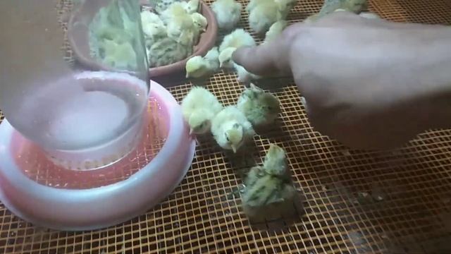 Переселяем перепелят в брудер. Поилка, подстилка, кормушка. смотреть онлайн