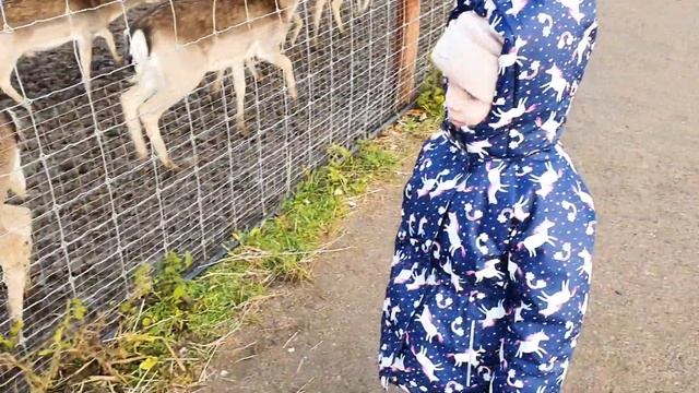 Зооферма «Мой Мир»: олени, бизоны и кусачие обезьяны смотреть онлайн