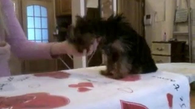 Дрессировка. Йоркширский терьер Ника. смотреть онлайн