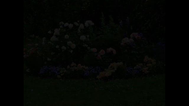 Компаньоны для роз!