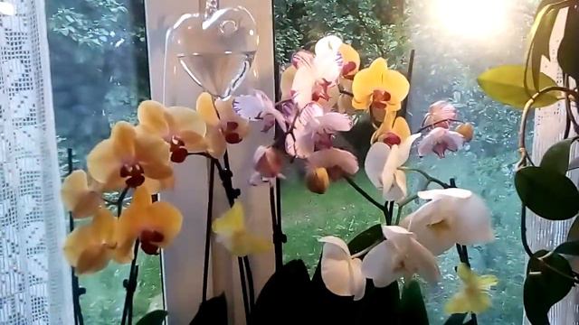 Орхидеи. И ВСЕ ТАКИ ЭТО ЦВЕТОНОС). Мультифлора капризничает, уход . Пробую янтарную кислоту смотреть онлайн