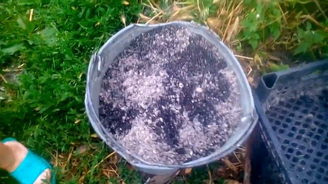 Уход за Земляникой крупноплодной (Клубникой) после цветения в открытом грунте. Корневая подкормка . смотреть онлайн