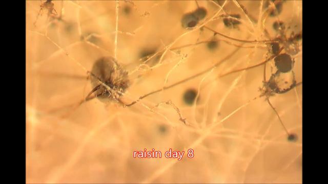Fungal culture смотреть онлайн