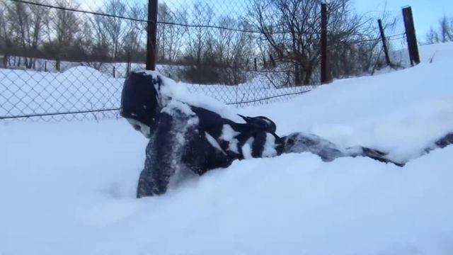 VLOG: Мы не мажоры | Чудовище напало на меня смотреть онлайн