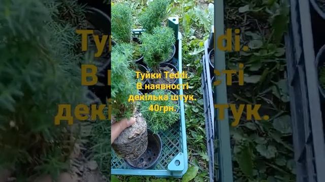 Туйки Тедді. смотреть онлайн