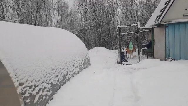 ТОННЫ СНЕГА ,НА ДАЧЕ,СКИНУЛИ СНЕГ С ТЕПЛИЦ смотреть онлайн