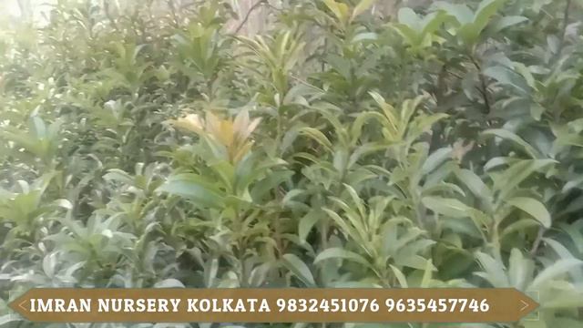 kalapathi chiku | crickrtball chiku | thai pati chiku | Imran Nursery | kolkata смотреть онлайн