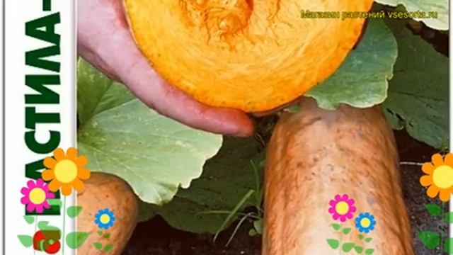 Тыква Пастила Шампань. Краткий обзор, описание характеристик cucurbita pepo Pastila Shampan смотреть онлайн