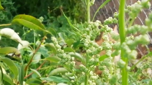 Рыжие коты... Я их обожаю. смотреть онлайн