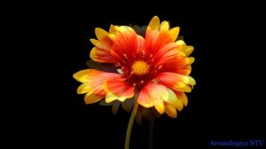 Лечебная музыка Моцарта ? Активизирует Жизненный Тонус. Улучшает Слух и Память.