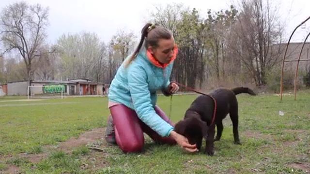 Дрессировка щенка лабрадора. Пример занятия. смотреть онлайн