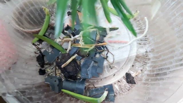 Ascocentrum miniatum Аскоцентрум миниатум пересадка, чернота на стволе. Пришлось резать смотреть онлайн