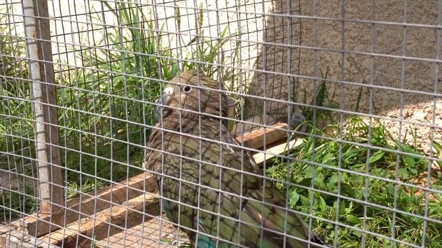 Парк Птиц - идея для выходных смотреть онлайн