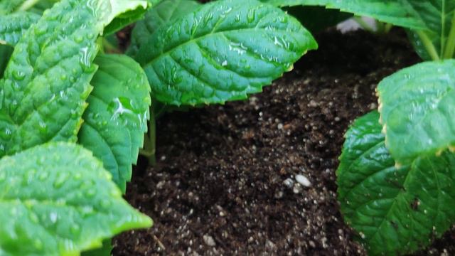 14.01.24 🌱Черенкование крупнолистных гортензий зеленым черенком🌱 смотреть онлайн