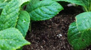 14.01.24 🌱Черенкование крупнолистных гортензий зеленым черенком🌱