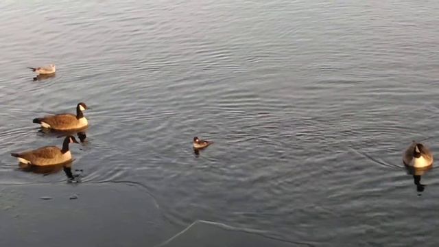 Ныряющие утки, Central Park