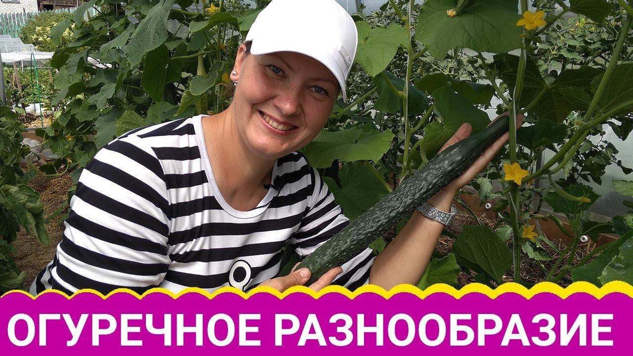Салатные огурцы. Какие они? смотреть онлайн